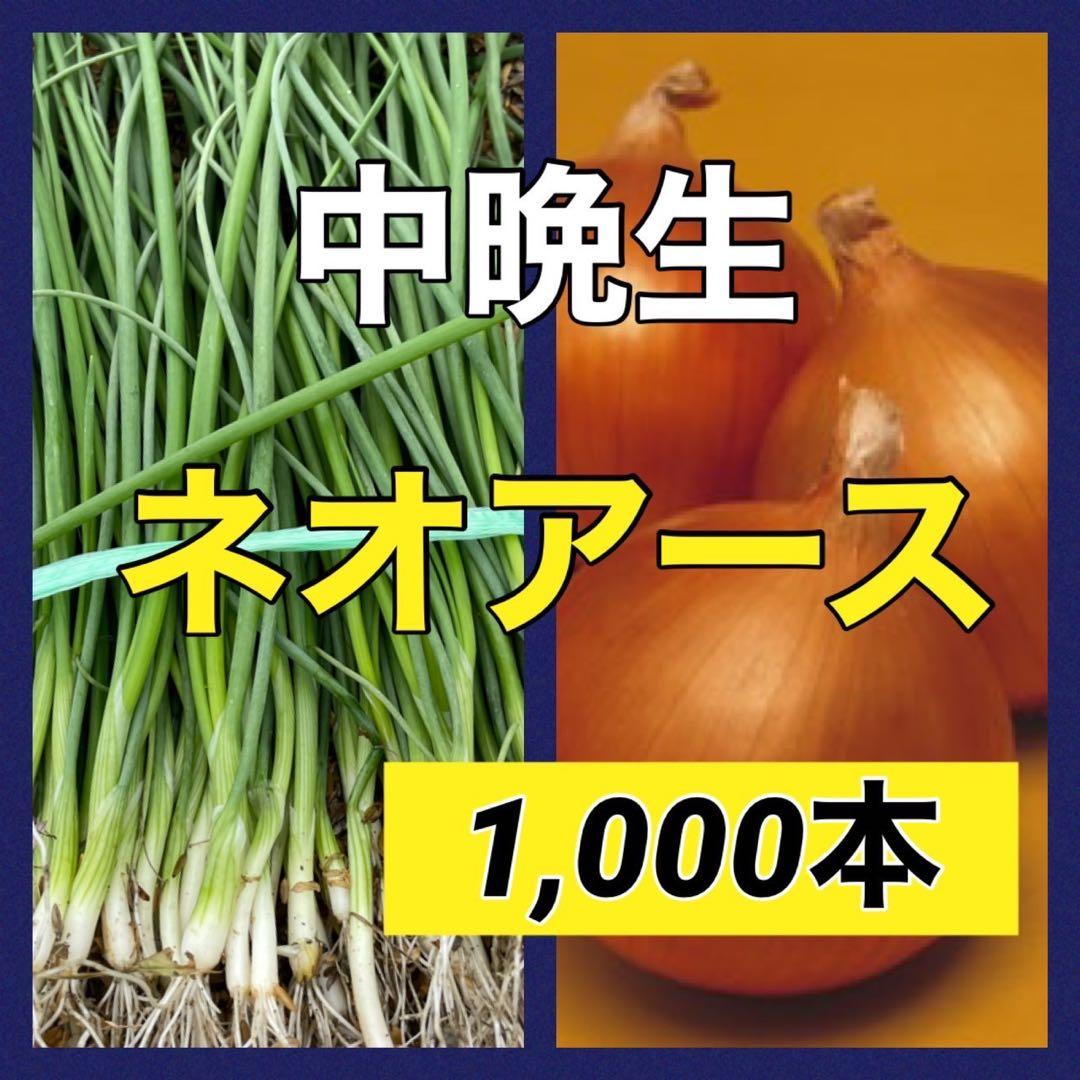 苗の専門店‼️中晩生ネオアース1,000本‼️玉ねぎ苗 玉ねぎ苗】タキイ交配 「ネオアース苗」1000本 会津産ほか タマネギの