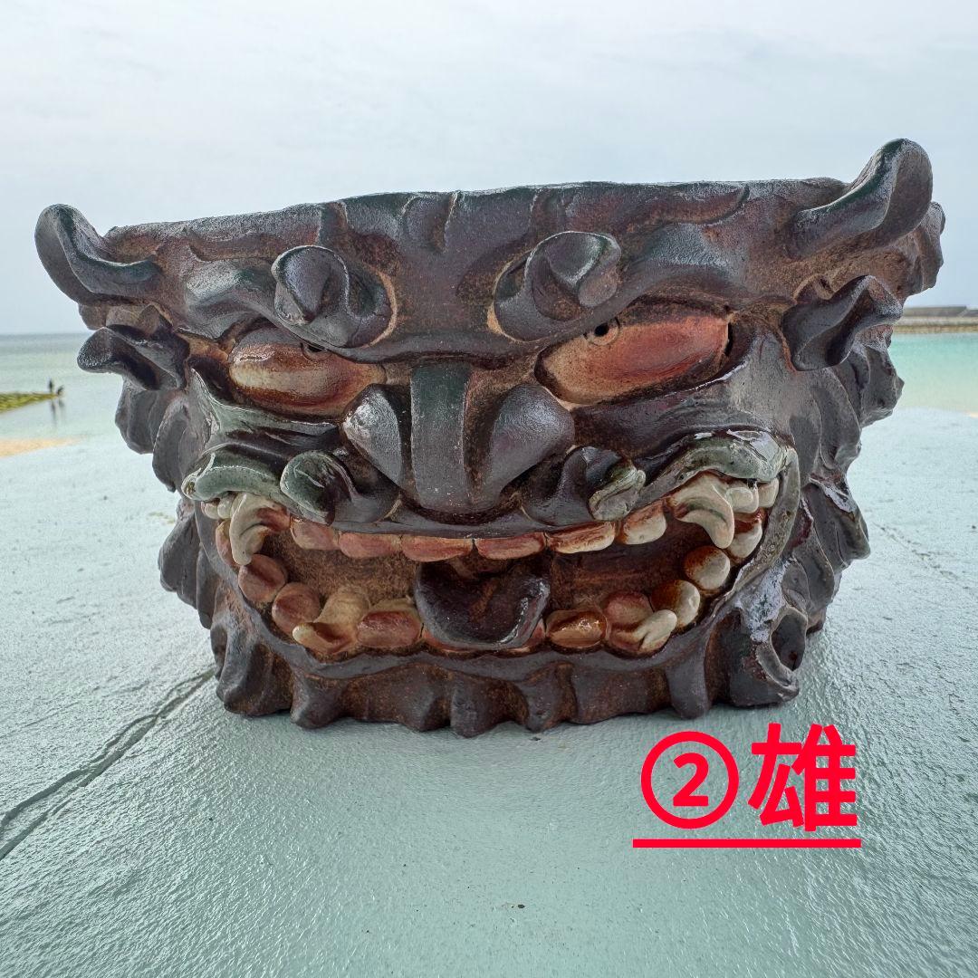 鉢　陶器　Japan　Art　アガベ　パキプス　　塊根　盆栽　History No.354 新作です。 このパキプスには少々大き過ぎたかもしれません