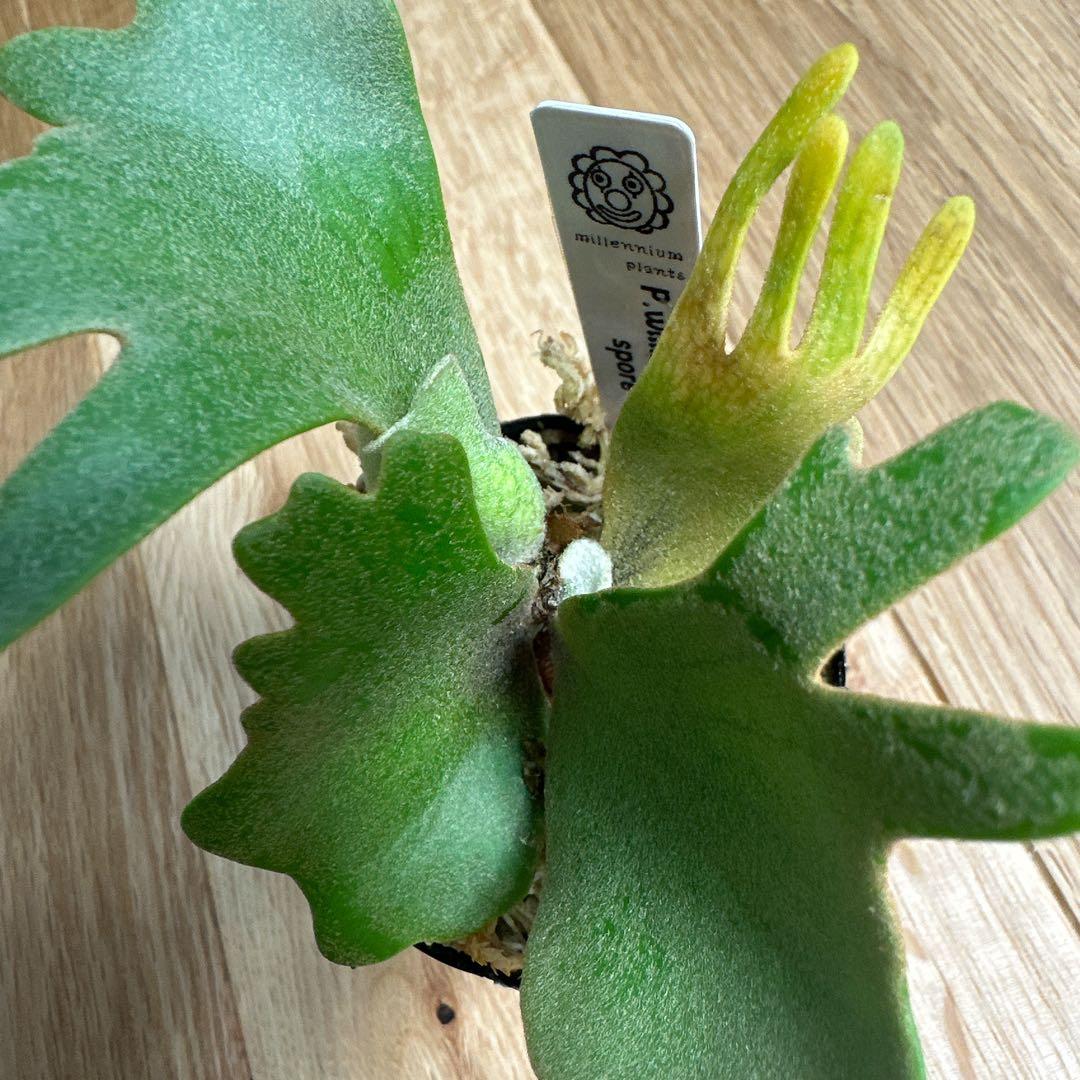ビカクシダ P.willinckii nano spore スポア 胞子培養 - メルカリ