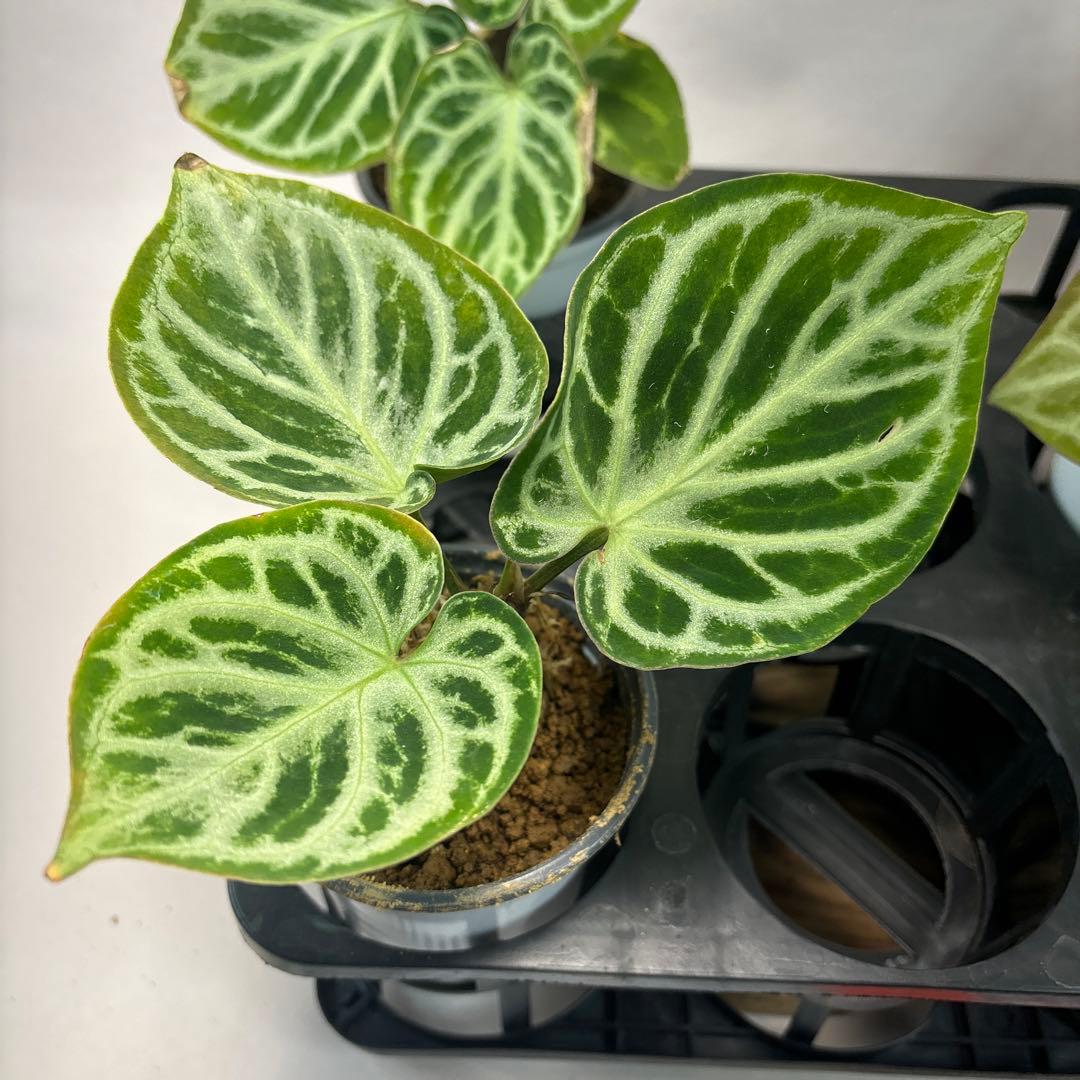 に*y様 5株セットms66アンスリウム ドラヤキ Anthurium Dora - メルカリ