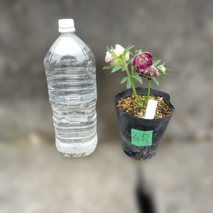 加藤農園。ヘレボルス苗 2本立て。 濃いピンク色の花 。開花株。 No47