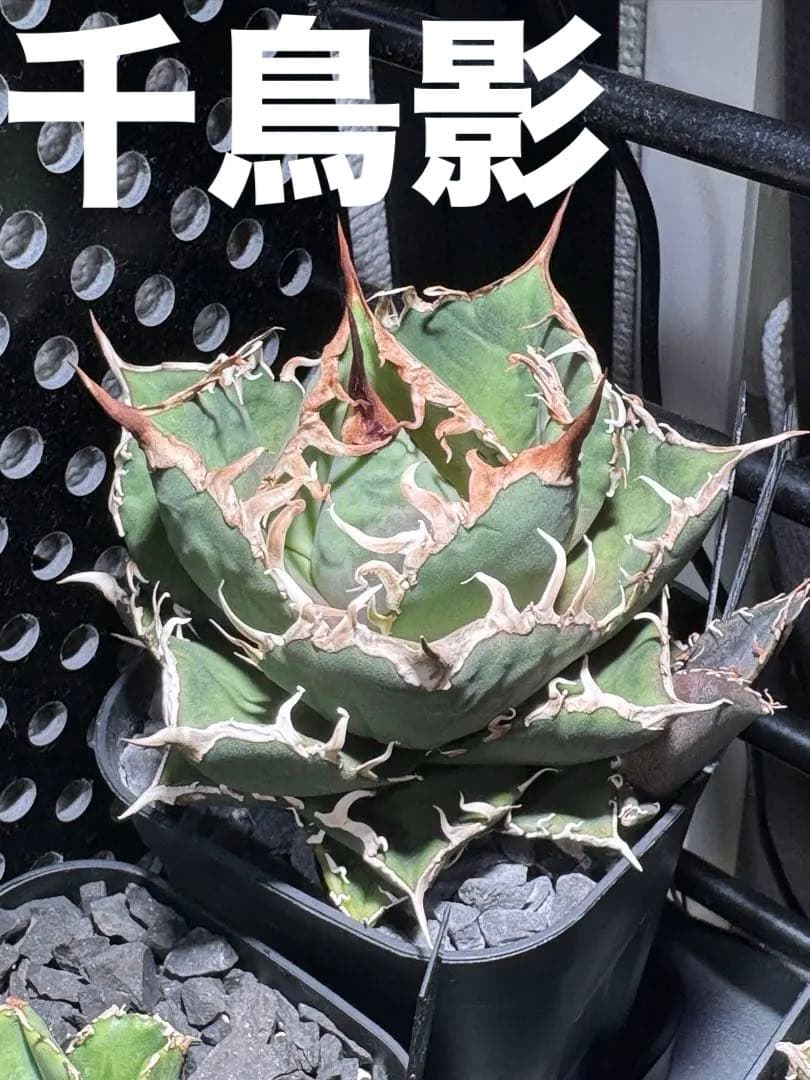 【有名趣味家血統】アガベ☆チタノタ☆千鳥影☆子株☆台湾lize⭐︎タグ付き☆ 有名趣味家血統】アガベ☆チタノタ☆千鳥影☆子株☆台湾lize⭐︎タグ