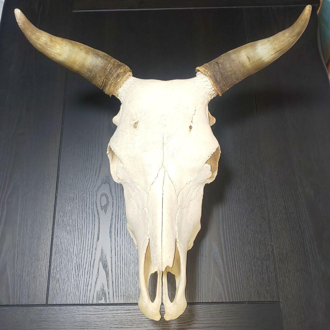 牛頭蓋骨本物美術教材オブジェ魔法使いの嫁 牛頭蓋骨本物美術教材オブジェ魔法使いの嫁｜Yahoo!フリマ（旧PayPay