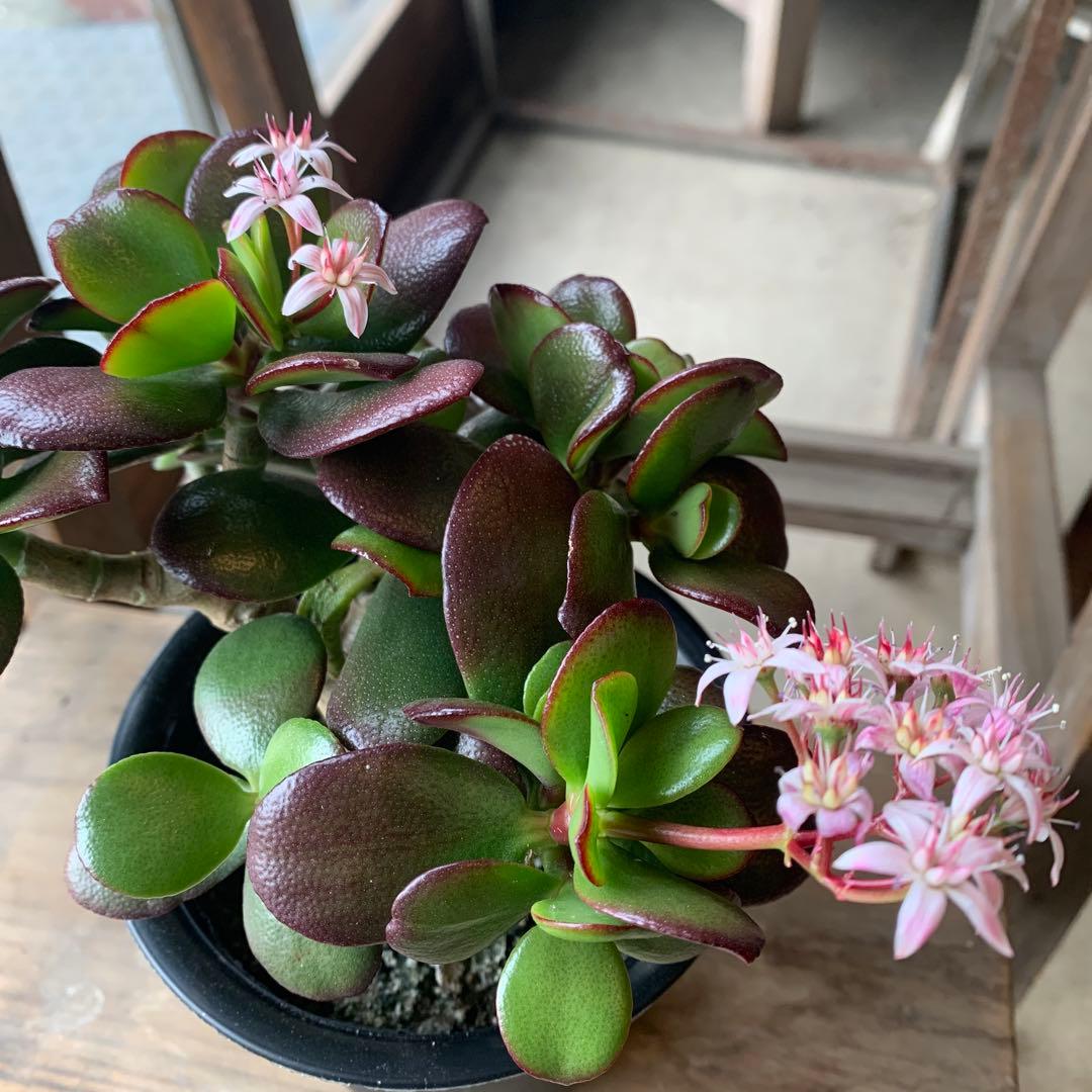 現品販売 金のなる木 桜花月 4号鉢サイズ 鉢植え カネノナルキ 金の