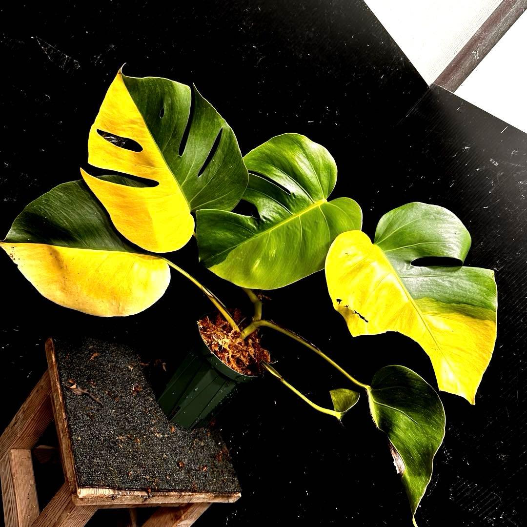 F*7様 斑入りモンステラボルシギアナオーレアハーフムーン黄斑4号鉢植え48cm 園芸ネット本店｜モンステラ：ボルシギアナオーレア（黄斑） 5号鉢植え