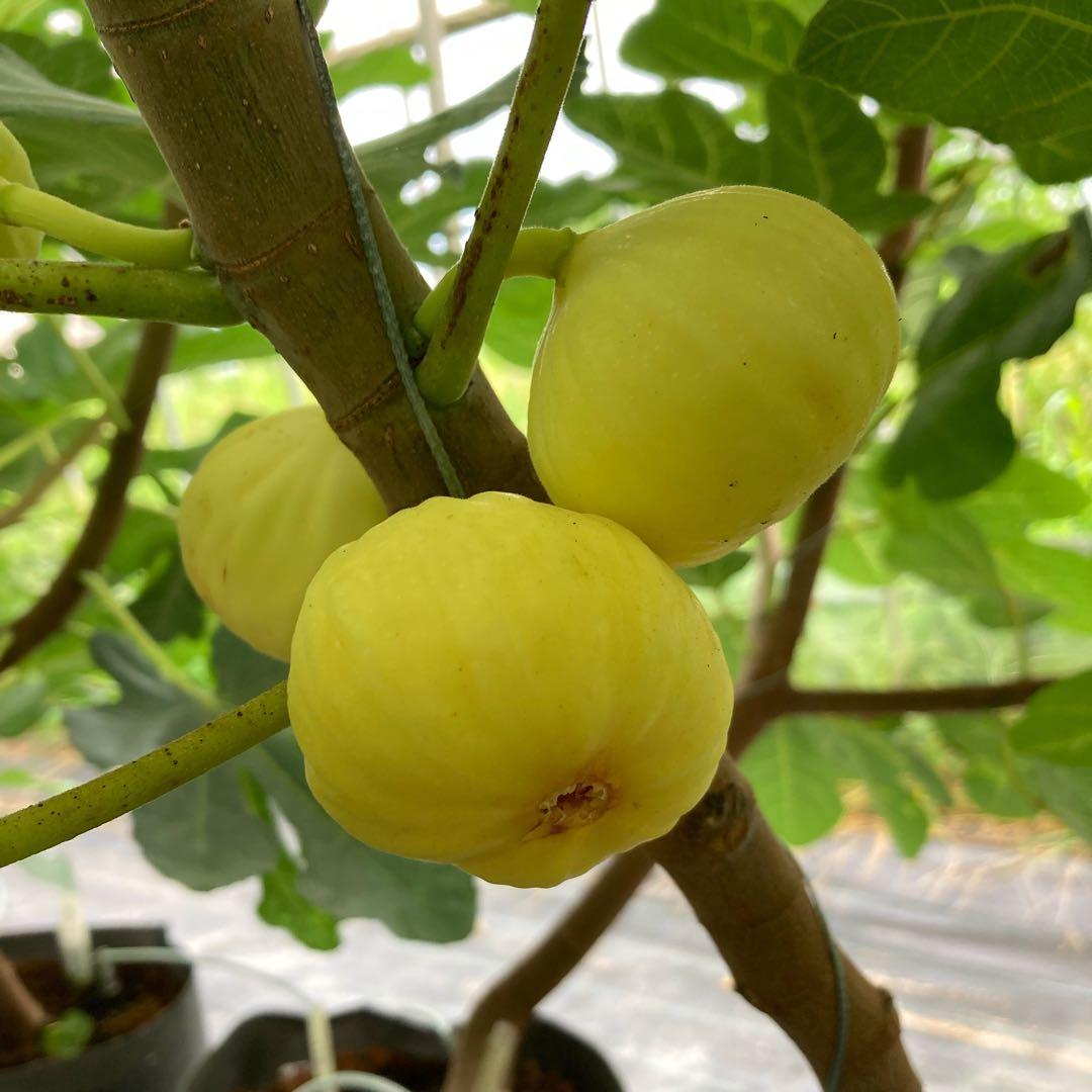 Azerbaijan Yellow 穂木 イチジク アゼルバイジャン イエロー - メルカリ