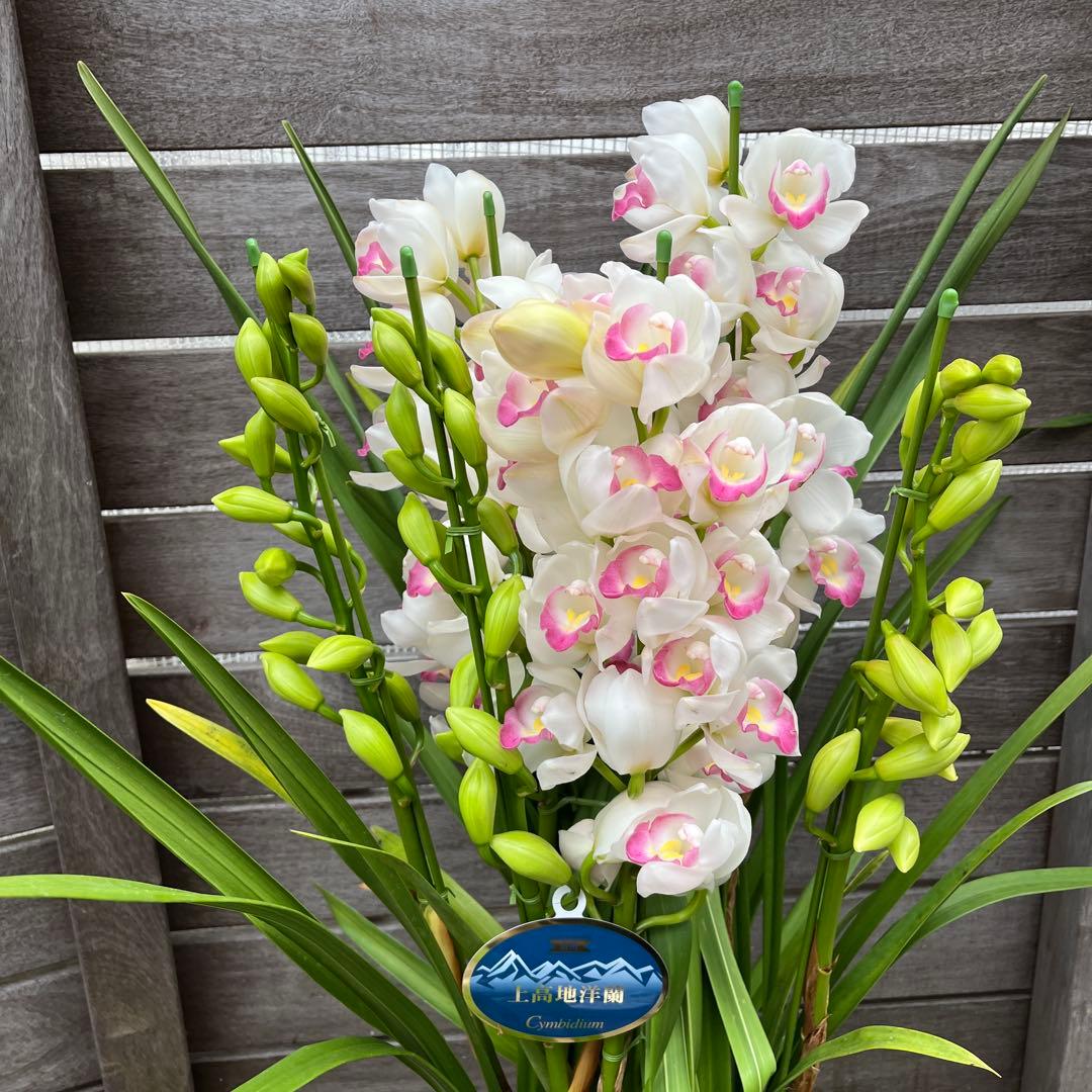 豪華 6本立ち シンビジューム ピンクペルペチュエル 6.5号 蕾多数