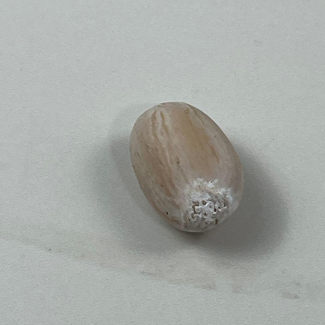 D75新鮮な種 エンセファラルトス・ホリダス 種子1粒 - メルカリ