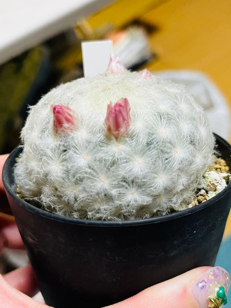 丸サボテン 直径6㎝ 美苗 実生 白星 抜き苗 - メルカリ