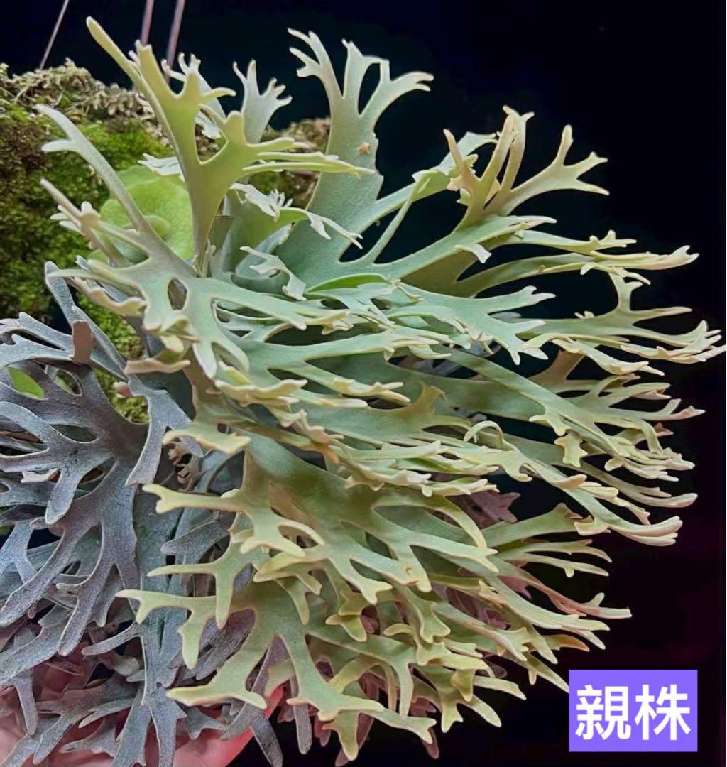 H*N様 P.willinckii Yellow moon dwarf P.willinckii Yellow moon dwarf (from晴花鹿苑) | naturefix