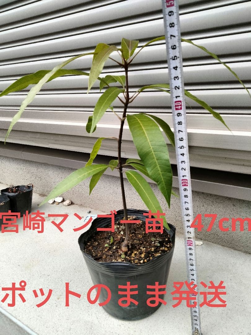 宮崎マンゴー苗木　無農薬　マンゴー苗木　ポットのまま発送　宮崎マンゴー苗木99 楽天市場】マンゴー 宮崎（花・ガーデン・DIY）の通販