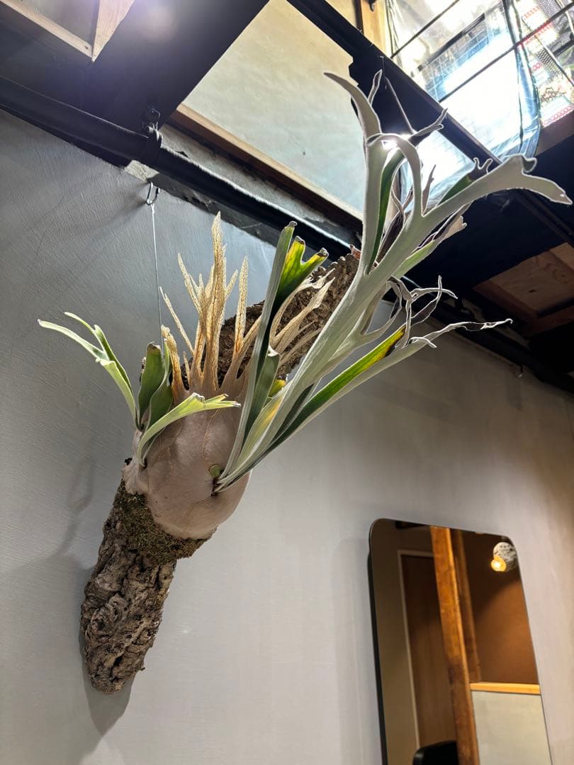 ビカクシダ ベイチー P.veitchii wild Australia① - メルカリ
