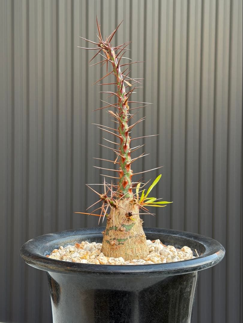 フォークエイリア　プルプシー　実生　カクタスグリーン購入 Fouquieria purpusii フォークイエリア プルプシー | Cactus Green