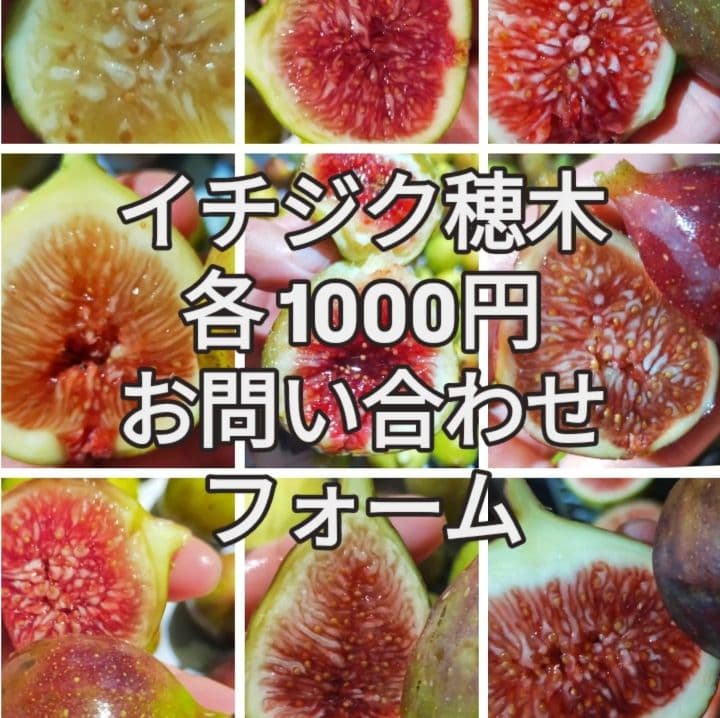 イチジク穂木お問合せ用 - メルカリ