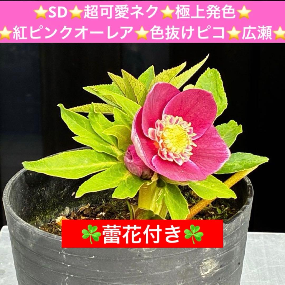 3549☘️蕾花付☘️SD⭐️超可愛ネク⭐️極上発色⭐️紅ピンクオーレア