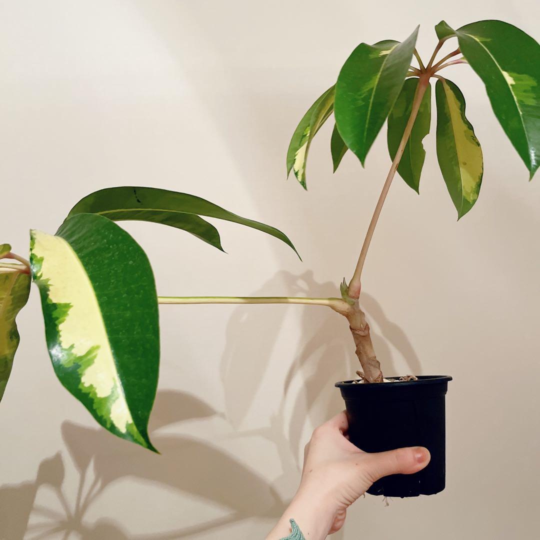 希少 斑入りツピタンサス ゴールデンキング 観葉植物 calm cafe - メルカリ