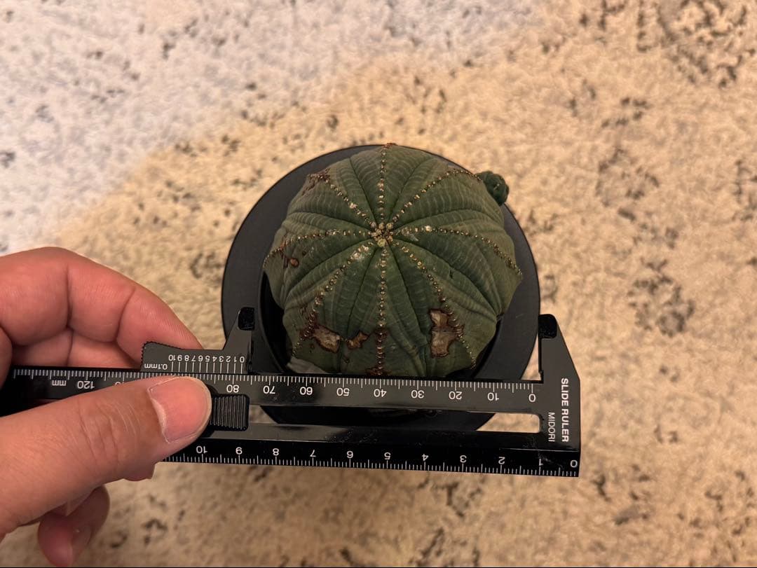 ユーフォルビア　オベサ　大株　7.6cm ヴィンテージ株　木質化