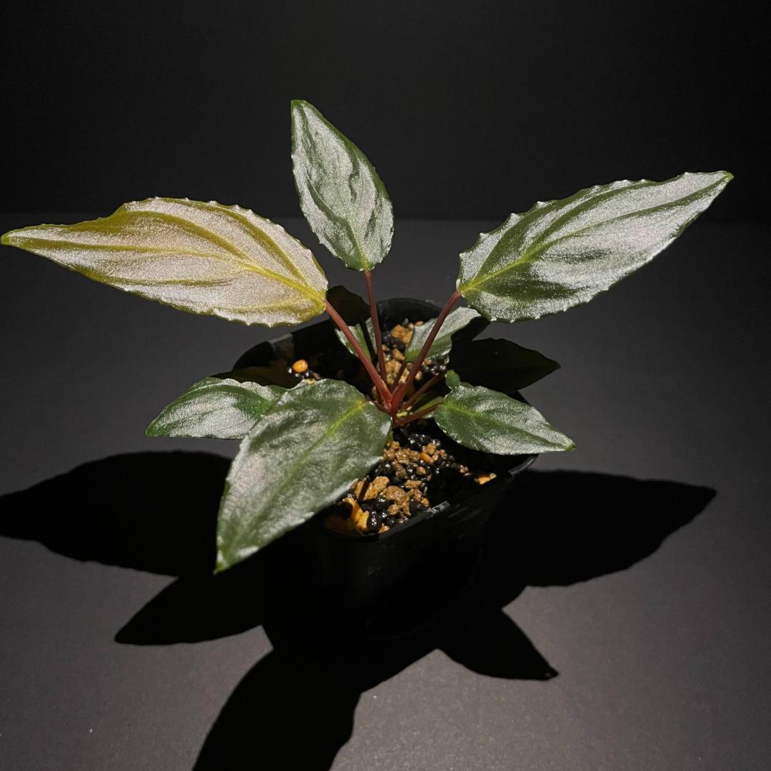 Homalomena sp. 