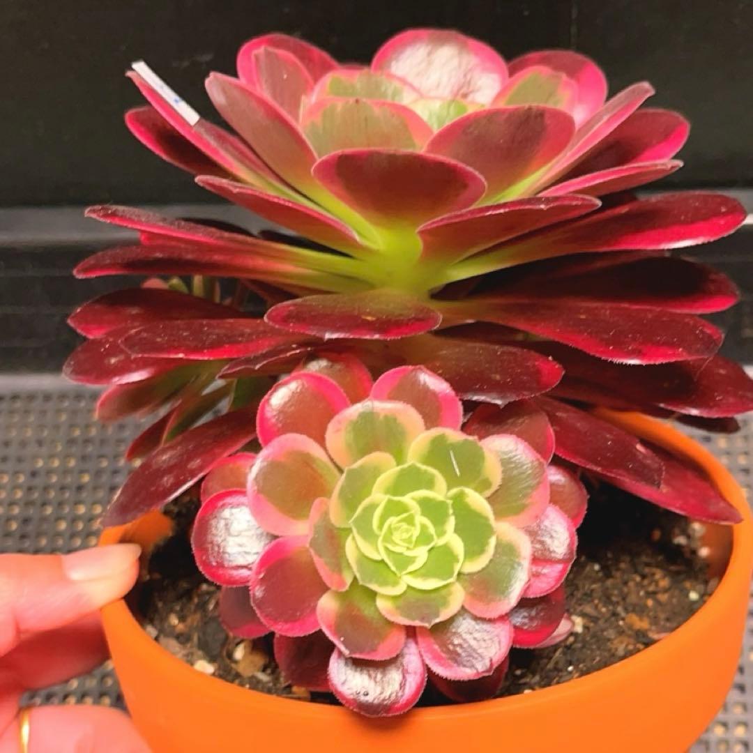 33#多肉植物アエオニウム錦❤️ガ—ネット花顏錦❤️1大頭14cm拔き苗