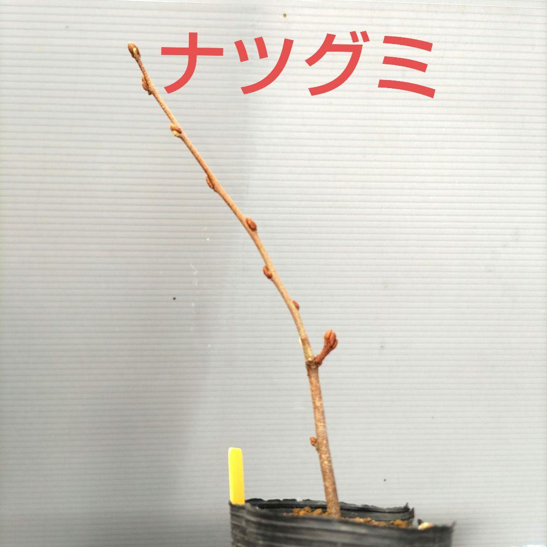 ナツグミ 挿し木苗 - メルカリ