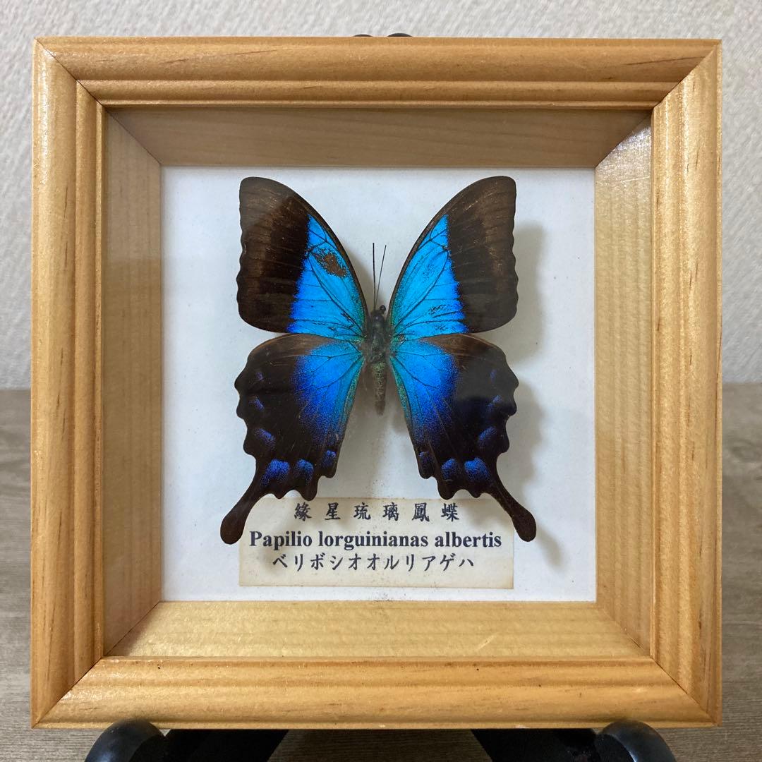 ヘリボシオオルリアゲハ 蝶標本 昆虫標本 ビンテージ - メルカリ