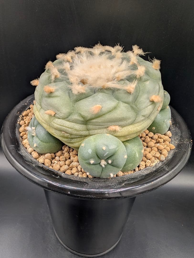 は*く様 銀冠玉 実生 鉢植えメルカリ便送料込み - メルカリ