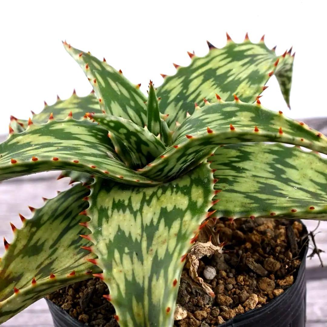 アロエ ペッキー×ヘミンギー ペキヘミ 多肉植物 大株 1287 - メルカリ