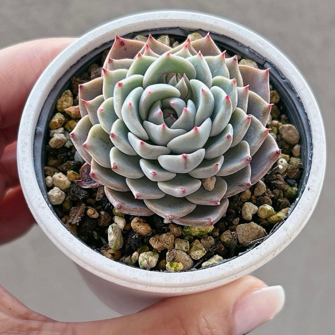 2.多肉植物✨抜き苗☘️ （銀天女×沙羅姫牡丹）×野ばらの精 交配実生