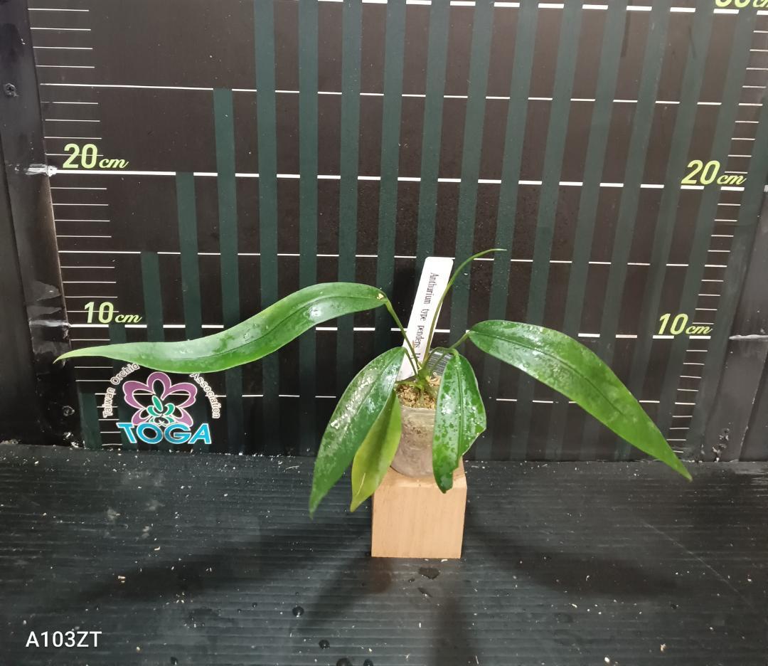 アンスリウム ペンデンス Anthurium type pendens JA - メルカリ