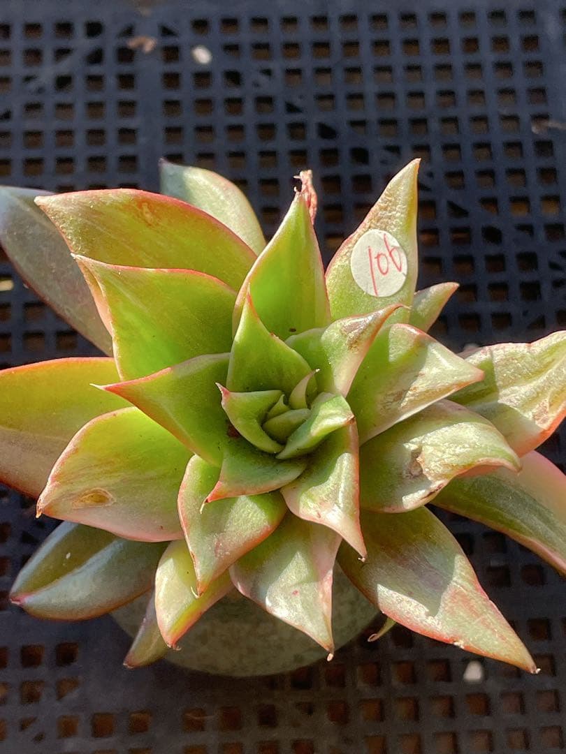 エケベリア Treasure Map錦多肉植物 美斑入り