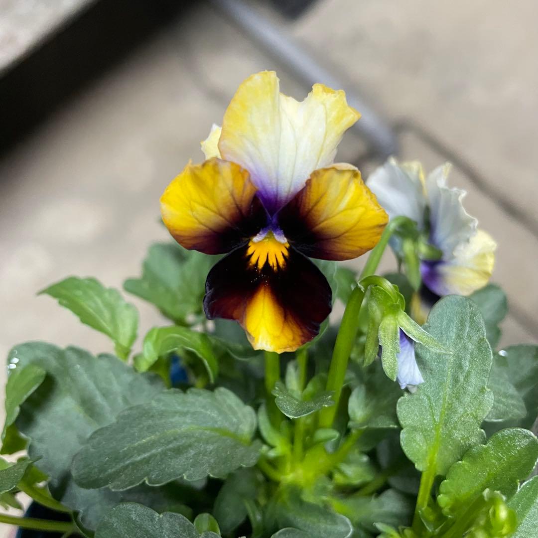 花 DA