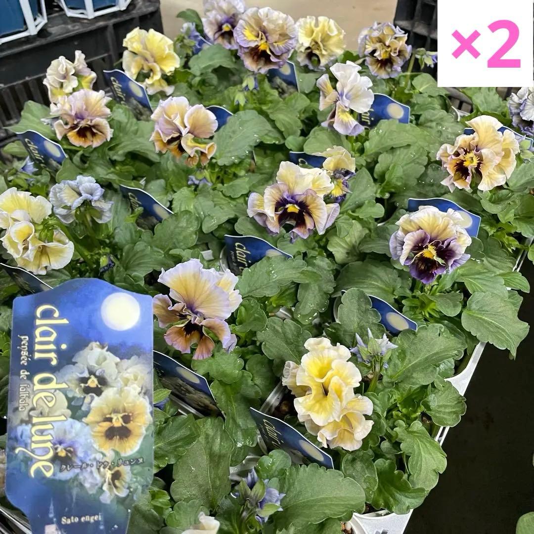 花 DA