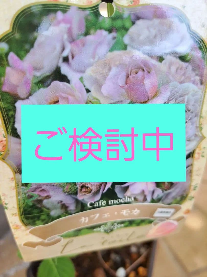 Mayumiさま専用☆河本バラ園正規新苗☆カフェ・モカ 苗 黒鉢 - メルカリ