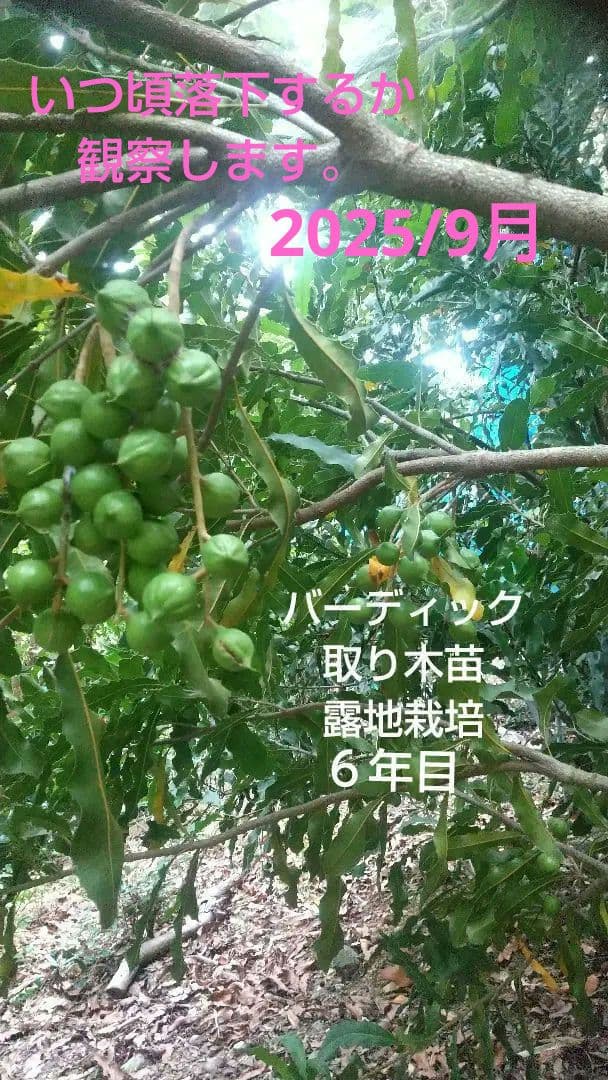 マカダミアナッツ取り木】 ☀限定特別販売ご案内 バーモント、バーディック