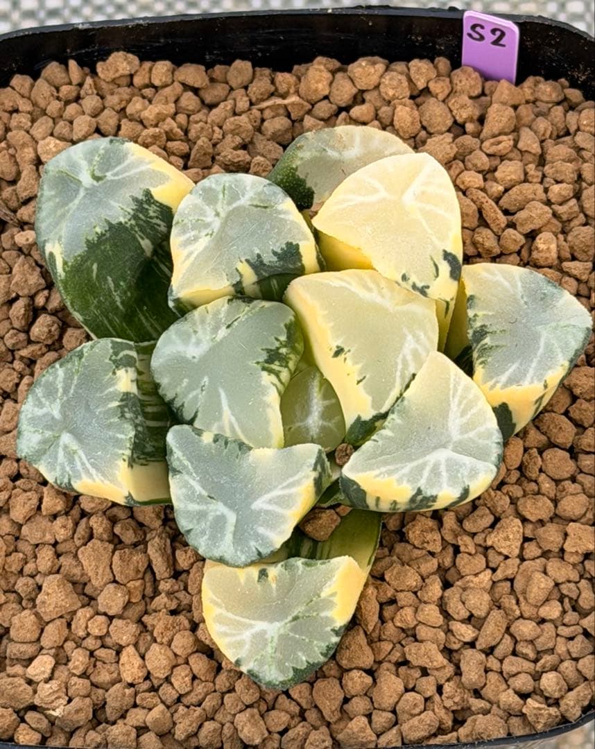 ハオルチア　万象錦　覇王　極上斑 多肉植物：ハオルチア 鮮明黄色斑 万象錦*幅7.5cm 現品 一品限り