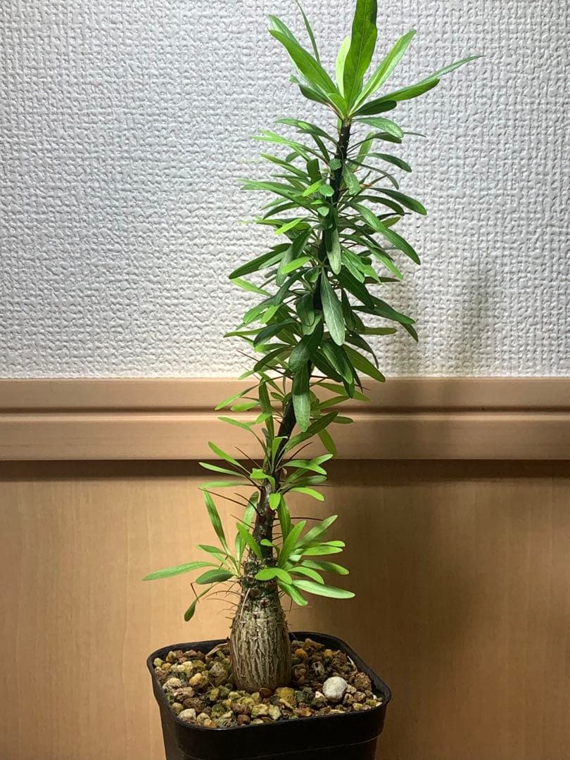 フォークイエリア プルプシー　国内実生株 フォークイエリア プルプシー 実生 | hanayoshi-botanical