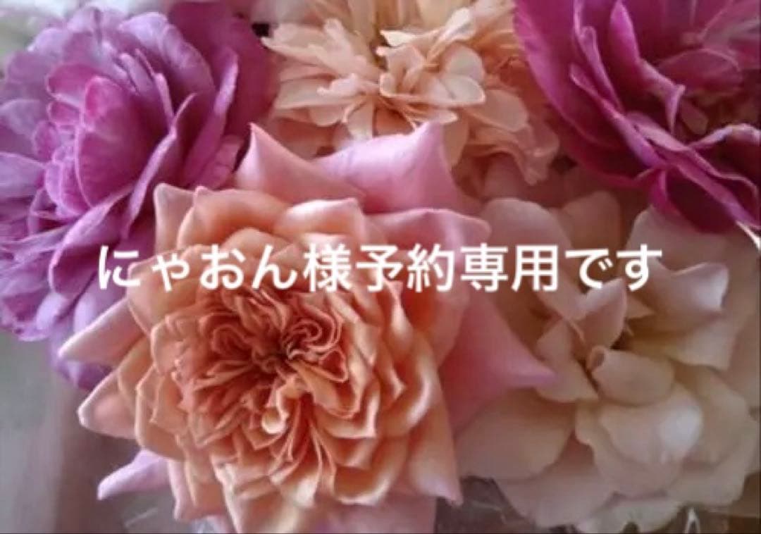 バラ苗 にゃおん様予約専用