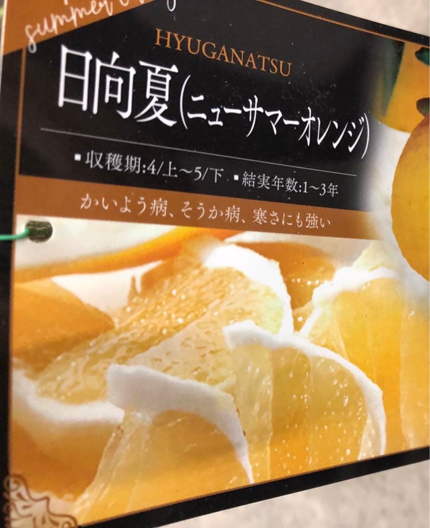 みかん 日向夏（ひゅうがなつ） ニューサマーオレンジ 接木苗木 果樹苗約100㌢ オレンジ 苗木 【日向夏 （ひゅうがなつ）】 3年生 接ぎ木 約1.0m 大苗
