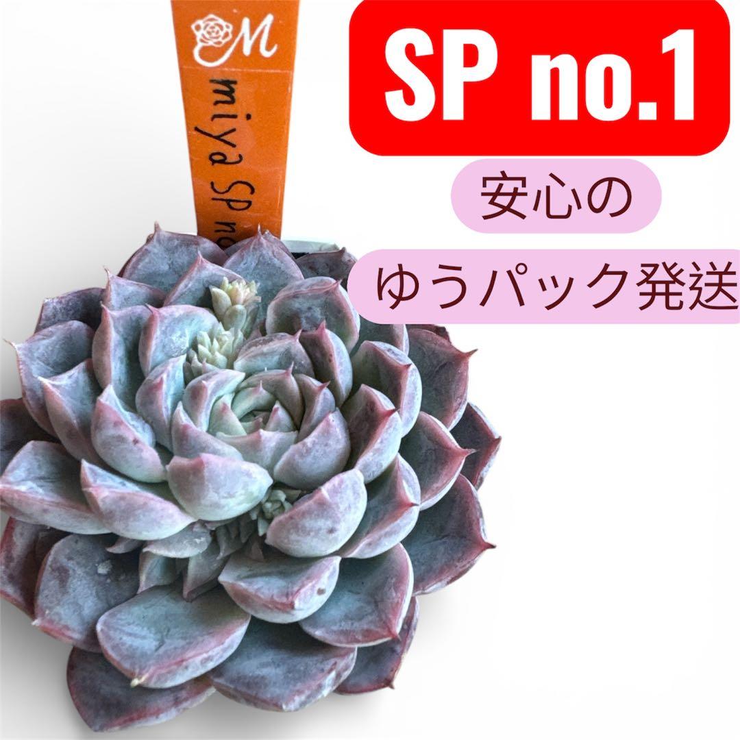 miyaさん苗 命名株 『Miya SP no.1』希少 ゆうパック発送④ - メルカリ