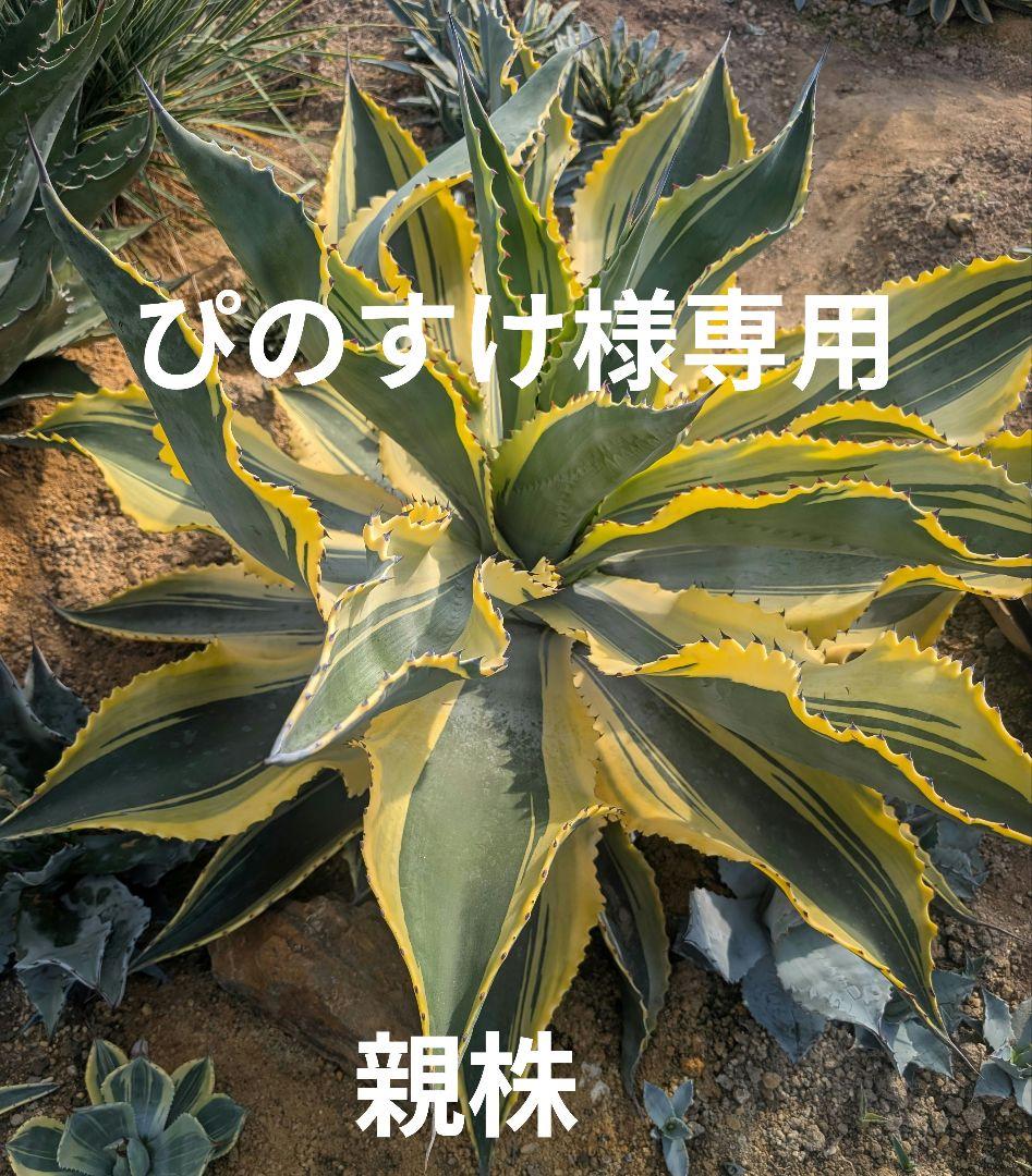 アガベ ☆リップルエフェクト ランナー小株 ドライガーデン映え 今日のリップルエフェクト‼︎ 右に展開した葉だけザラザラじゃなく