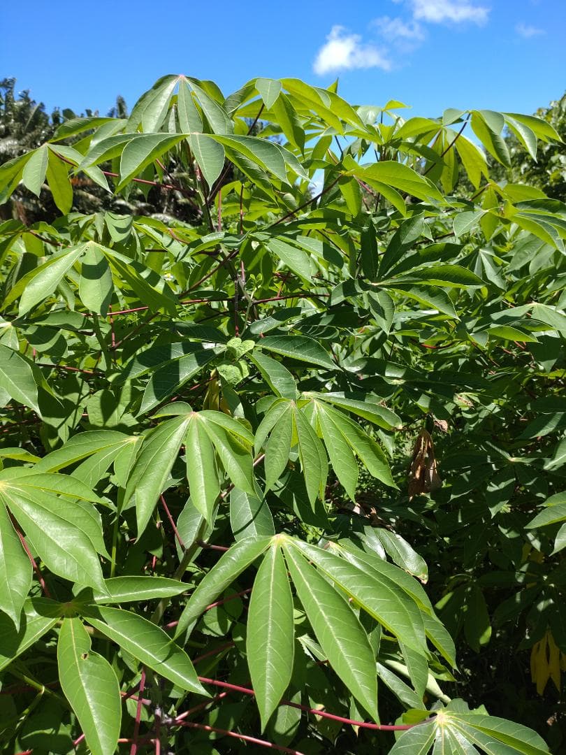 ☆キャッサバ挿木用苗木(穂木)100本入り☆(黄色系スイート種)・沖縄県