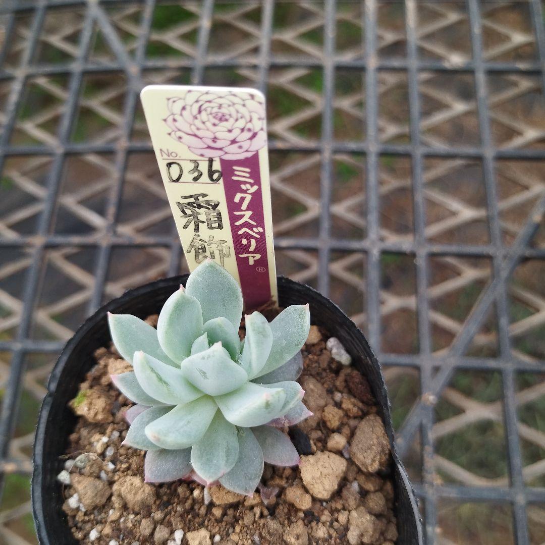 おらいさん 霜飾り 苗 ミックスベリア 多肉植物 - メルカリ