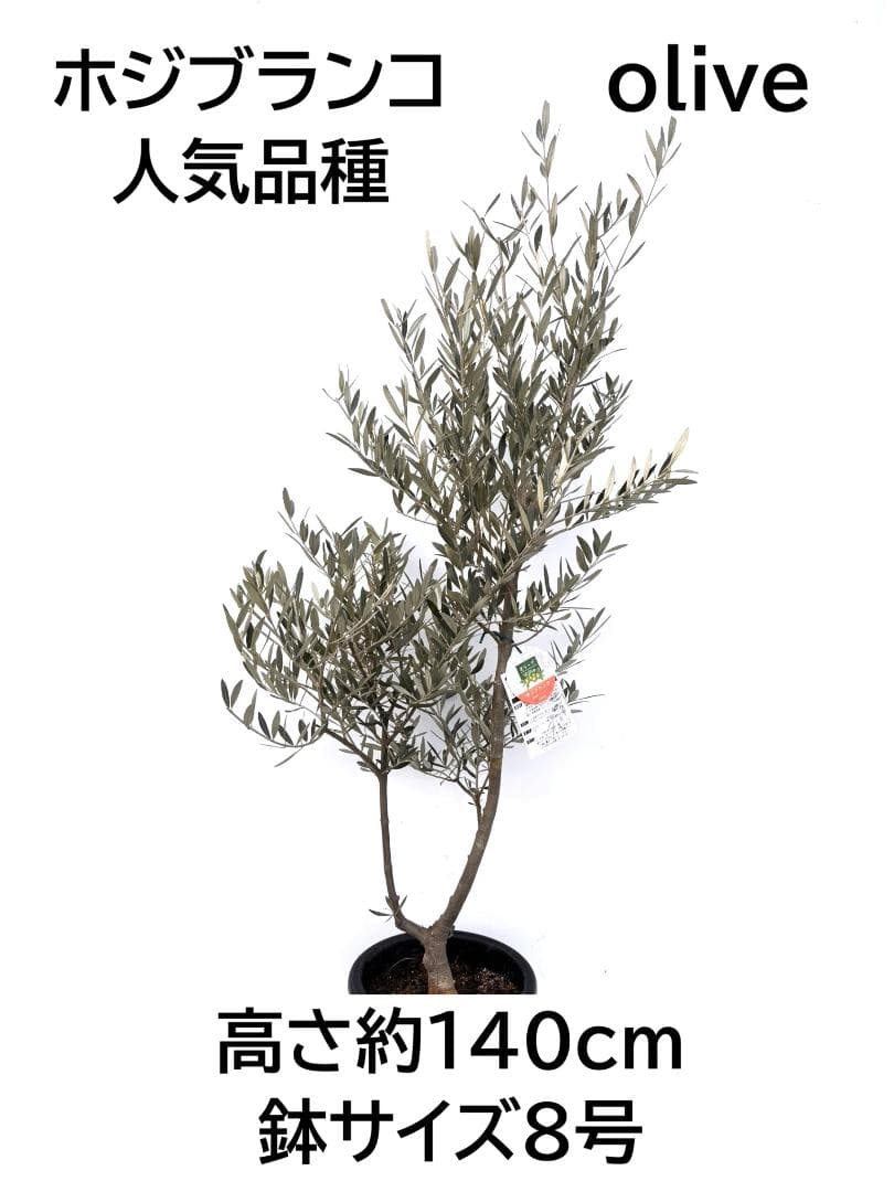 オリーブの木 ホジブランコ 8号 約140cm K-352 人気品種 現品掲載