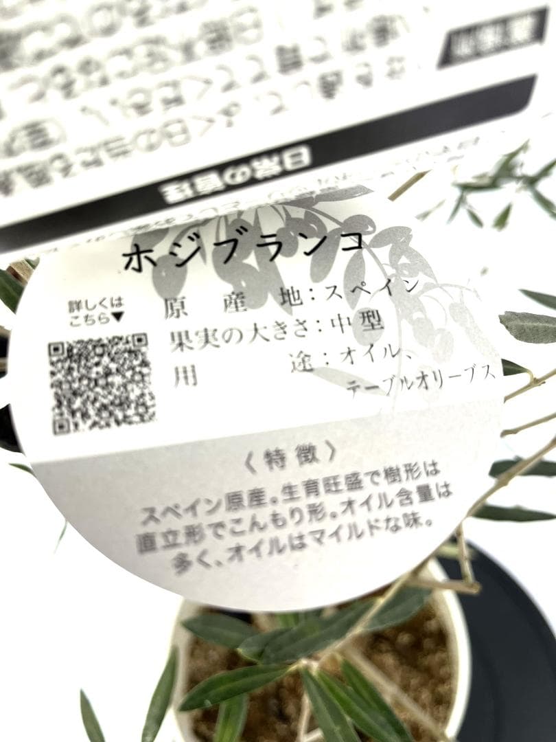 オリーブの木 ホジブランコ 8号 約140cm K-352 人気品種 現品掲載