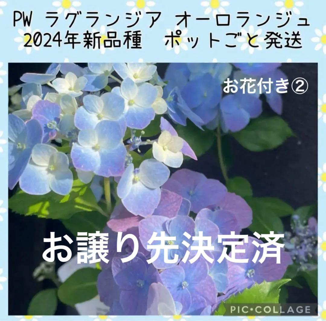 【花苗】PW正規品 ラグランジア オーロランジュ ②❤︎お花あり　新品種 ラグランジア® オーロランジュ | PROVEN WINNERS (PW)【植物の国際
