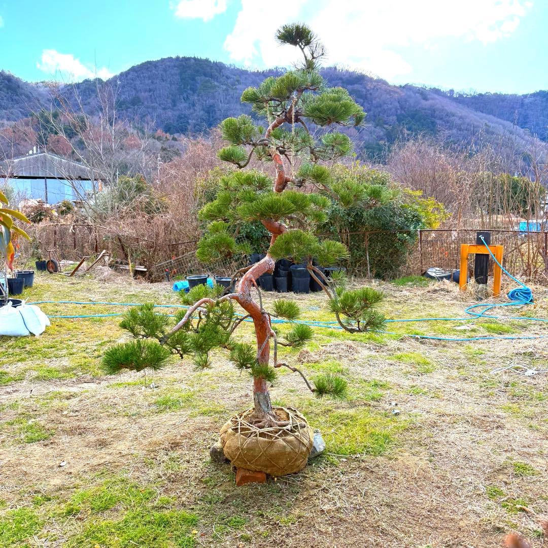 赤松『樹高約200㎝〜』引き取り限定。配達別料金、植込み無料❗️最終