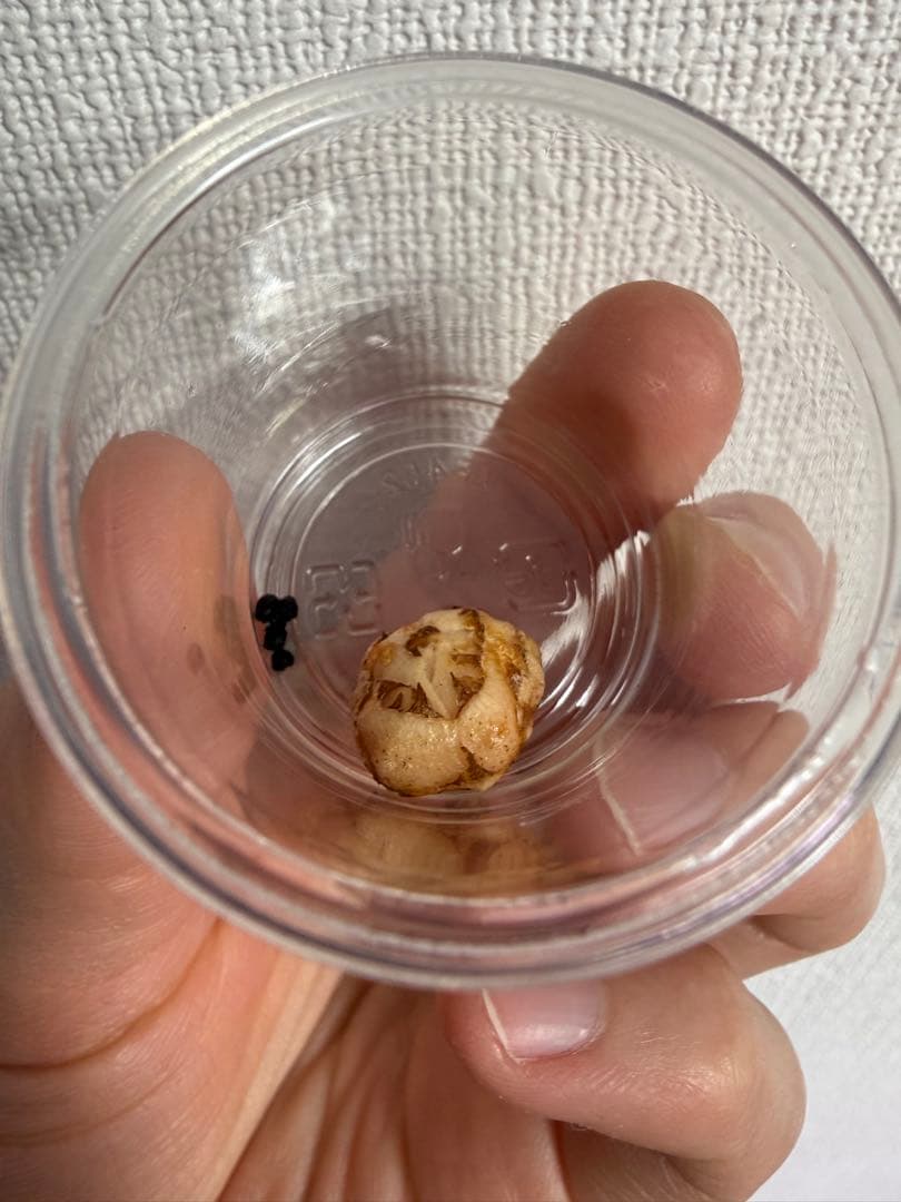 アロカシア斑入り小芋5種 アロカシア オドラ イエロー 斑入り クワズイモ○観葉植物 耐陰性植物