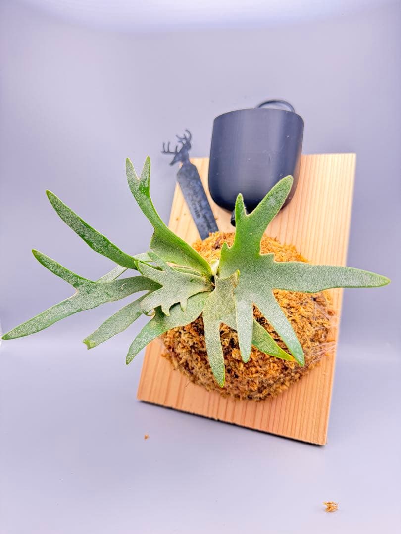 極大サイズ ビカクシダ P.willinckii 'Jewel' spore - メルカリ
