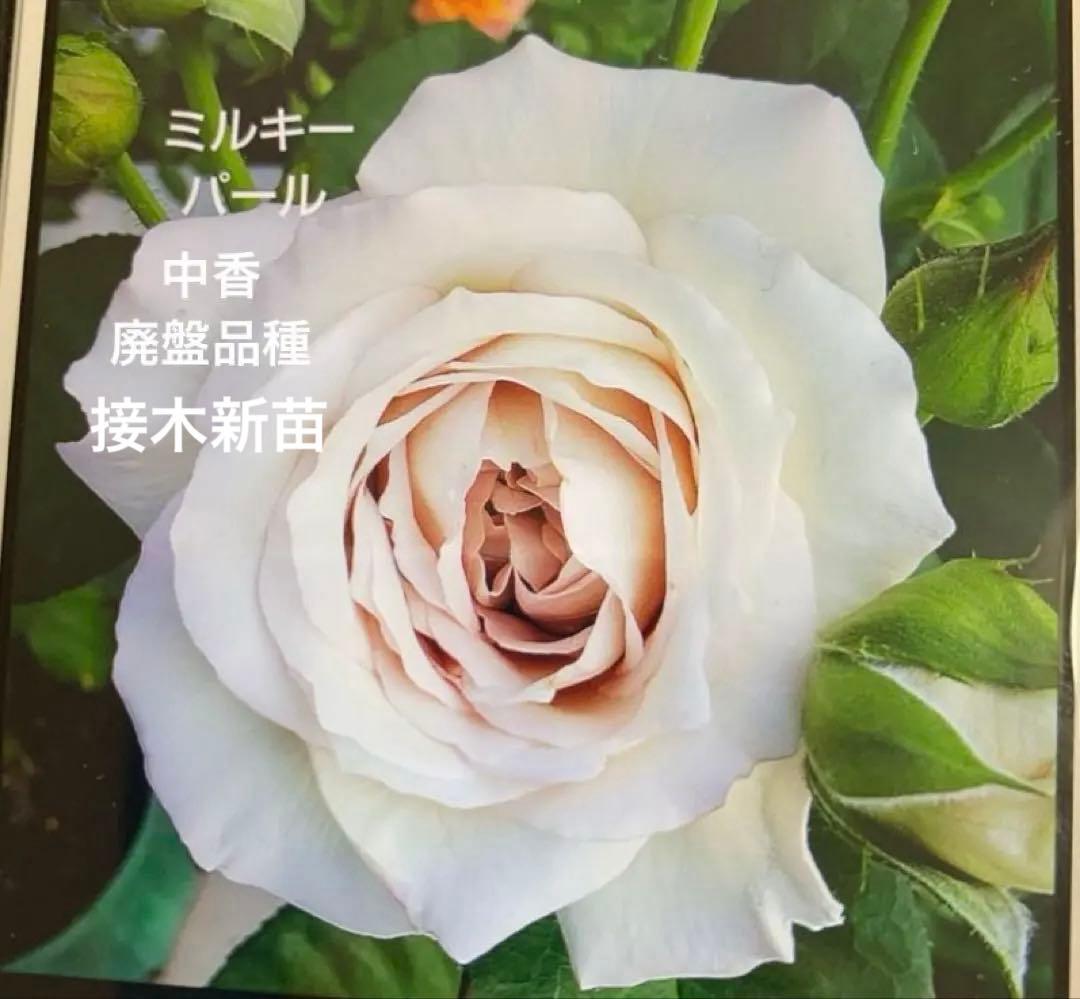 ミルキーパール バラ苗 接木新苗 廃盤品種 切り花品種 バラ苗 薔薇 苗