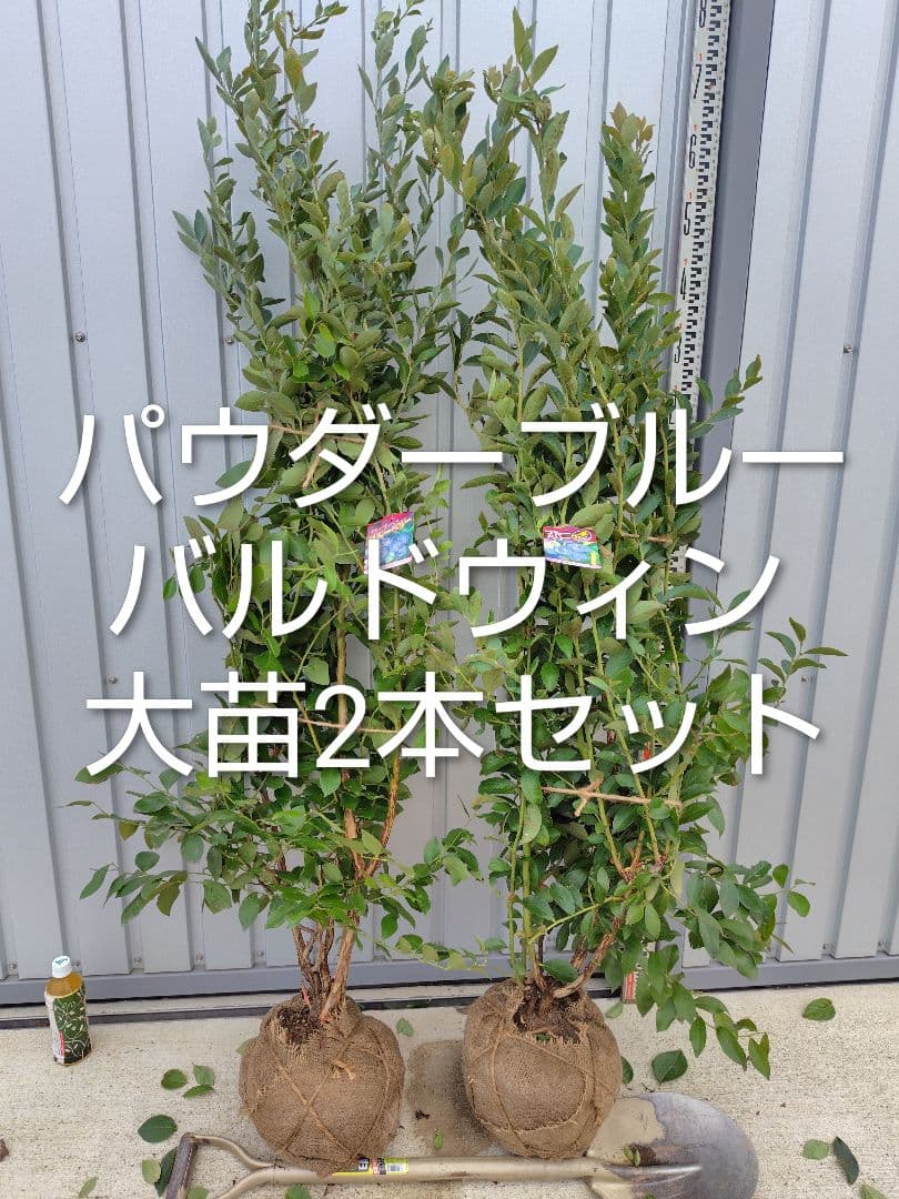 ブルーベリー苗パウダーブルー＆バルドウィン大苗2本セット ブルーベリー苗バルドウィン＆パウダーブルー5号ポット2本セット
